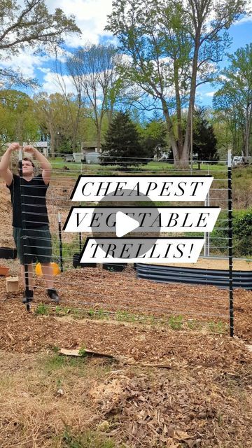 Bell Pepper Trellis, Pea Trellis Diy, Pea Garden, Pole Bean Trellis Ideas, Climbing Beans Garden Ideas, Pea Plant Trellis, Pole Beans Trellis, Snap Pea Garden Trellis, Snap Pea Trellis