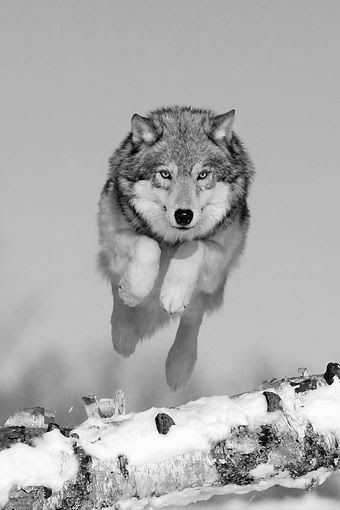 Wildlife Photography Tips, Animal Photography Wildlife, Wolf Running, Dog Minding, Wolf Photography, Instagram Heart, Wolf Photos, Wolf Love, Wild Wolf