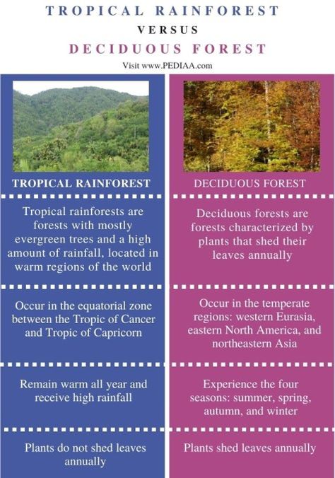 Difference Between Tropical Rainforest and Deciduous Forest - Pediaa.Com Tropical Deciduous Forest, Tropical Evergreen Forest, Deciduous Forest Biome, Temperate Deciduous Forest, Plant Shed, Types Of Forests, Deciduous Forest, Tropic Of Capricorn, Conservation Of Natural Resources