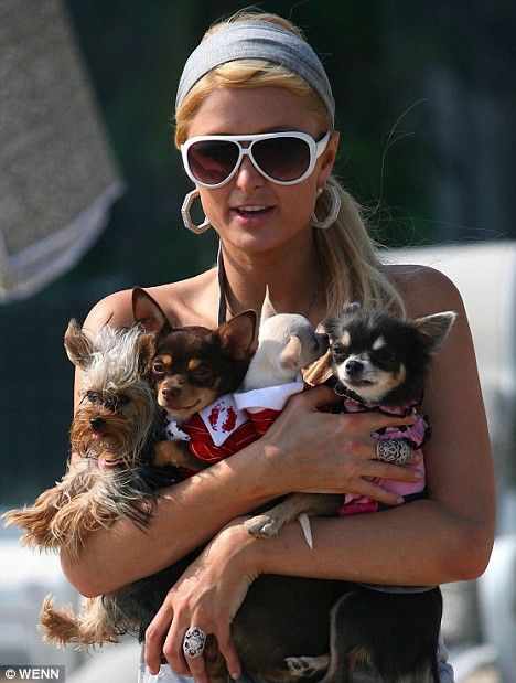 Paris Hilton Dog, Chihuahua Aesthetic, Paris Sunglasses, Beverly Hills Chihuahua, Celebrity Dogs, Baby Chihuahua, Animal Rescue Center, Teacup Chihuahua, Miniature Dogs