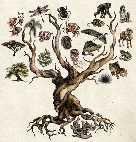 Darwin's Tree of Life by Katy Wiedemann - Digital Art, Drawing, Illustration via @Behance Evolution Artwork Illustration, Darwin's Tree Of Life, Tree Of Life Biology, Growth And Evolution Art, Natural Science Illustration, Taxonomy Illustration, Taxonomy Drawing, Darwin Drawing, Katy Wiedemann