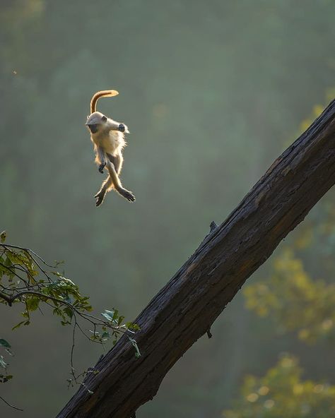 Leaping Hanuman langur monkey in India, by AndrewParkinson - Posted by Frans de Waal Indian Wildlife, Congratulations Photos, Animal Wildlife, African Wildlife, Wildlife Nature, Wild Nature, Reptiles And Amphibians, Wildlife Animals, Primates