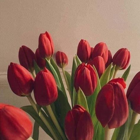 Aesthetic Iphone Wallpaper Red, Aesthetic Tulips, Wallpaper Red, Red Tulips, Aesthetic Iphone, Red Aesthetic, The Library, The Princess, Aesthetic Iphone Wallpaper