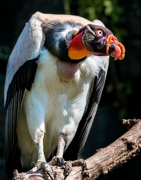 African Vultures, King Vulture, Tattoo Animals, Bird Quotes, Live Animals, Animal Groups, Bird Wallpaper, Animal Sketches, Birds Tattoo