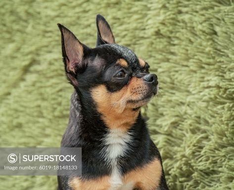 Black and tan chihuahua dog at home. Pets concept. Black And Tan Chihuahua, Chihuahua Black, Short Haired Chihuahua, Dog At Home, Home Pets, Chihuahua Dog, Chihuahua Dogs, Dog Stuff, Black And Tan