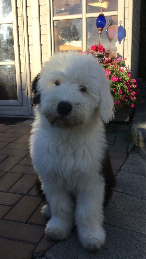 English Sheepdog Puppy, Old English Sheepdog Puppy, Sheepadoodle Puppy, Sheep Dogs, Sheep Dog, English Sheepdog, Old English Sheepdog, Pretty Dogs, Pretty Animals