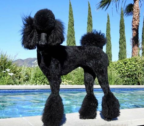 Male Poodle Haircut, Poodle Haircut Styles Standard, Standard Poodle Puppy Haircut, Big Poodle Dogs, Short Poodle Cuts, Black Standard Poodle Haircut Styles, Standard Poodle Haircut Styles, Toy Poodle Haircut Styles, Poodle Aesthetic