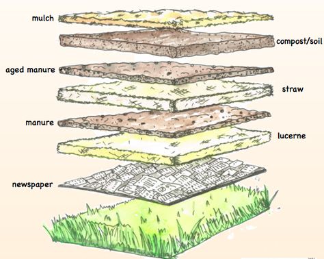 No-dig garden Layer Gardening, Layered Garden Bed, Layer Garden, No Dig Garden Layout, No Dig Landscaping, The Soil, No Till Garden Layout, No Dig Vegetable Garden, How To Layer Soil In Raised Garden Bed