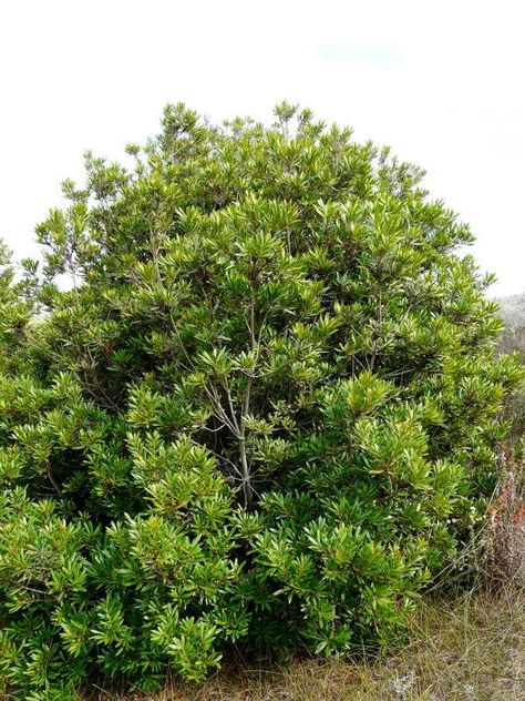 Myrica californica, Pacific Wax Myrtle   - mix in with existing deciduous plants along fence line -evergreen - grows to 15' -native to CA coastline, best in afternoon shade in inland areas - likes occasional water during summer in small amounts, but not necessary Wax Myrtle, Nitrogen Fixation, Trees For Front Yard, Evergreen Bush, Wind Break, Mock Orange, California Native Plants, Fragrant Garden, California Garden