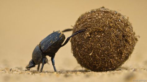 Dung beetle, Venetia Limpopo Reserve, South Africa Rhino Beetle, Dung Beetle, Bbc Earth, Outdoor Family Photography, Interesting Images, Photo Greeting Cards, Insect Art, African Elephant, Christmas 2023