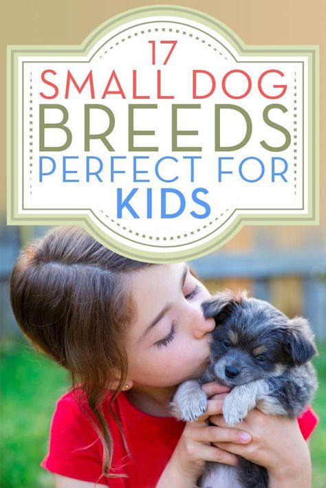 Good Dog Breeds, Small Dogs For Kids, Best Hypoallergenic Dogs, Cute Dog Memes, Best Small Dogs, Cute Puppy Breeds, Really Cute Puppies, Dogs Breeds, Good Dog