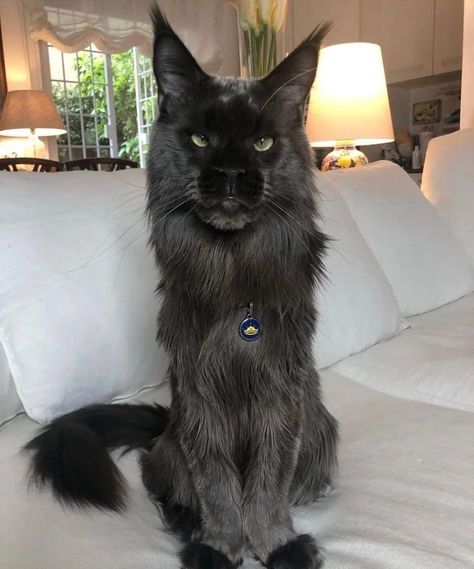 Black Mainecoon Cat, Mancoon Cats, Mainecoon Kitten, Maine Cooney Cats, Mainecoon Cat, Creepy Cat, Dream's Cat, Roma Italy, Warrior Cats Art