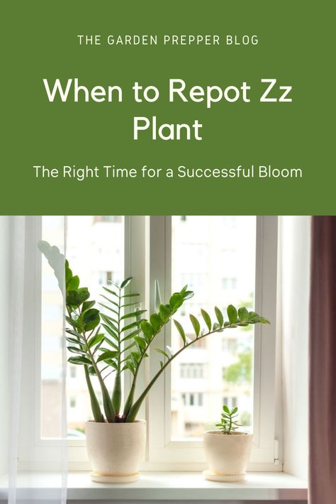 Zz Plant Repotting, How To Repot A Zz Plant, Repotting Zz Plant, Large Zz Plant, Zz Plant Decor, Zz Plant Care, Zz Plants, Pruning Plants, Indoor Planting