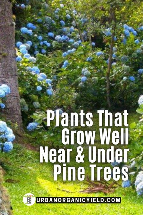 Pine Trees In Garden, Garden Pine Trees, Flowers That Grow In The Woods, Garden Beds Around Trees, Fir Trees Landscape Yards, Landscape With Pine Trees, Flowers To Plant Under Trees, Pine Tree Backyard Landscaping, Front Yard Pine Tree Landscaping Ideas