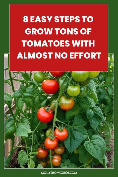 Discover essential tips on how to grow tomatoes successfully in your own garden. Learn the best practices for planting, watering, and caring for tomato plants to ensure a bountiful harvest. From choosing the right variety to harvesting ripe, juicy tomatoes, this guide covers everything you need to know. Whether you're a beginner or an experienced gardener, these expert tips will help you cultivate healthy tomato plants with delicious fruits. Follow this guide and enjoy homegrown tomatoes that ar Best Way To Plant Tomato Plants, How To Grow Tomatoes, Tomato Plants Growing Tips, Growing Tomato Plants, Tomato Farming, Organic Pesticide, How To Peel Tomatoes, Apple Dessert Recipes, Organic Tomatoes