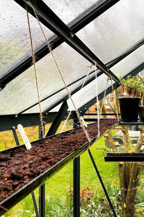 Greenhouse Hanging Baskets, Polytunnel Ideas Diy, Greenhouse Shelf Ideas, Backyard Greenhouse Diy, Greenhouse Set Up Inside, Harvesting Garden, Greenhouse Layout, Greenhouse Irrigation, Greenhouse Shed Combo