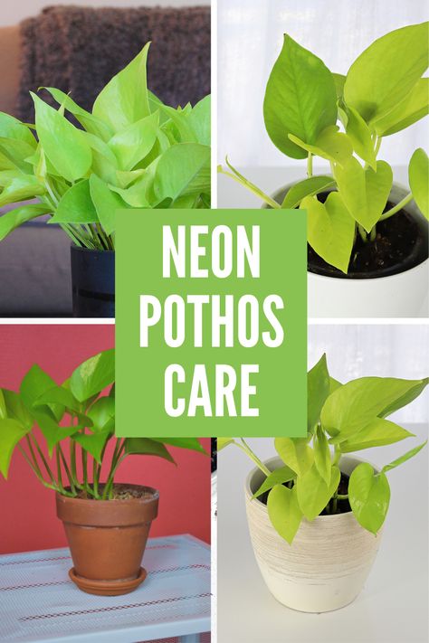 Pothos Plant Care, Pruning Plants, Neon Pothos, Miracle Grow, Orchid Leaves, Green Chartreuse, Golden Pothos, Pothos Plant, Indoor Plant Care