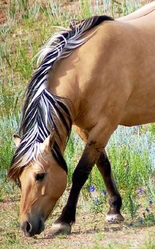 Ahal Teke, Unusual Horse, Fjord Horse, Majestic Horse, All The Pretty Horses, Horse Crazy, Clydesdale, Cute Horses, Horse Life