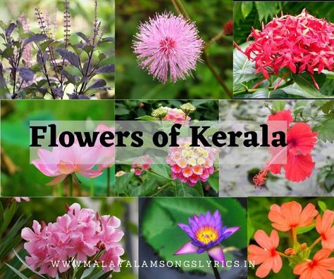 Kerala Flowering Plants with Pictures :- Kerala is considered as gods own country . Also considered as place for beautiful flowering plants. Because of the good monsoon and tropical climate almost all kind of flowering plants grow in kerala. Almost all the flowers are are available in kerala homes. Every Malayali will have heard of different types of kerala nadan flowers , but unable to identify them when directly seen. In this article we had listed down the top flowering plants which are s Tropical Wild Flowers, Kerala Flowers, Flowering Plants In India, Kerala Homes, Plants Names, Theme Board, Childrens Poems, Plant House, Summer Plants