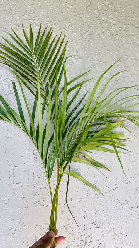 Fresh cut palm leaves, areac cuttings, areca palms, fresh palm cuttings, fresh plam leaves🌴😍 Dry Palm Leaves, Dried Palm Leaves, Natural Palm Fan, Dried Palm Installation, Large Dried Palm Leaves, Areca Palm, Palm Fronds, Palm Sunday, Fresh Cut