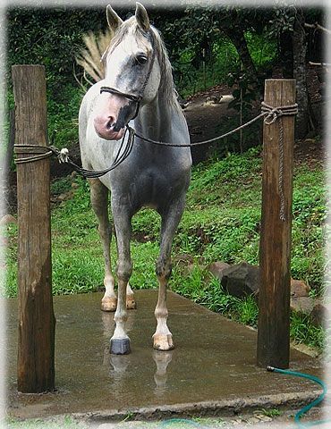 Another simple washrack Feed Room, Horse Farm Ideas, Horse Barn Ideas Stables, Horse Shelter, Dream Horse Barns, Horse Washing, Horse Facility, Equestrian Center, Horse Boarding