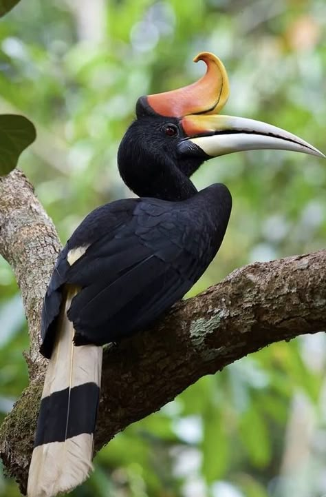 Rhinoceros Hornbill, Hornbill Bird, Mountain Rain, Regard Animal, Toucan Art, Bird Breeds, Sketch Reference, Wild Animals Pictures, Nature Museum