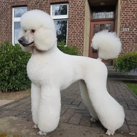 White Standard Poodle Puppy, Akc Standard Poodle, Asian Fusion Standard Poodle, Poodle Groom, Standard Poodle Cuts, Standard Poodle Grooming, White Standard Poodle, Standard Poodle Haircuts, Poodle White