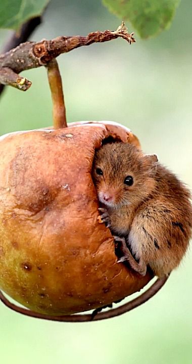 Harvest Mouse climbing inside a half-eaten crab apple Harvest Mouse, 2 September, Jolie Photo, Rodents, Sweet Animals, 귀여운 동물, Animal Memes, Beautiful Creatures, Gopro