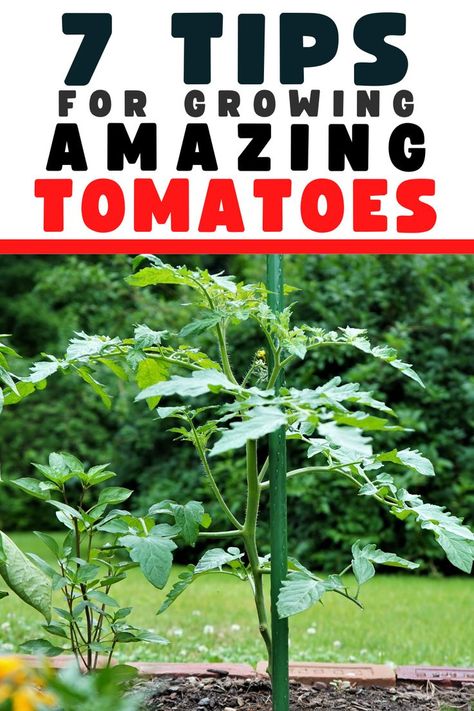 Tips for growing amazing tomato plants How To Propagate Tomato Plants, How Often To Water Tomato Plants, Tomato Pruning Tips, Best Way To Plant Tomato Plants, Tomato Plants Growing Tips In Garden, Miracle Grow How To Use, Tomato Planting Tips, How To Care For Tomato Plants, Fertilizing Tomato Plants