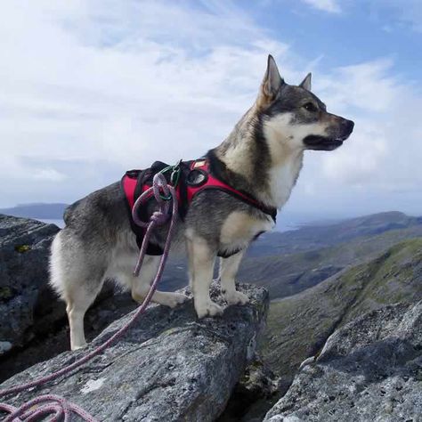 Swedish Vallhund - Mountaineering Cat Fails, Swedish Vallhund, Animal Attack, Disabled Dog, Fluffy Kittens, Dangerous Animals, Pretty Dogs, American Kennel Club, Funny Dog Pictures