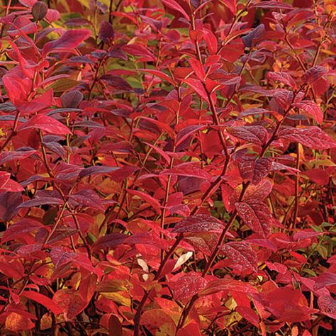 Highbush blueberry - FineGardening Highbush Blueberry, Growing Blueberries, Oakleaf Hydrangea, Gardening Zones, Blueberry Bushes, Blue Fruits, Front Landscaping, Plant Guide, Edible Landscaping