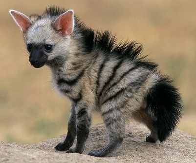 Imgur: The most awesome images on the Internet Baby Exotic Animals, Striped Hyena, Interesting Animals, Unusual Animals, Rare Animals, Wild Dogs, Hyena, Cute Creatures, Sweet Animals