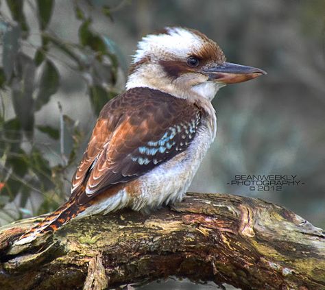 Laughing Kookaburra | Project Noah Laughing Kookaburra, Best Cameras, Bird Photos, Australian Wildlife, Australian Birds, Australian Native, Australian Animals, Bird Pictures, Pretty Birds