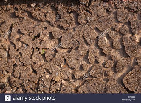 Invertebrate Activity Beneath Timber Plank. Pattern Of Tunnels ... Timber Planks, Architecture Ideas, Family Roots, Earthworms, Wood Planks, A Wood, Ants, Resolution, Stock Photos