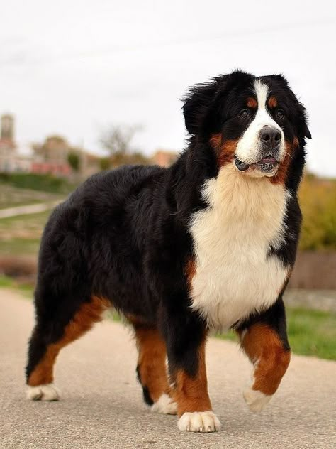 Burnese Mountain Dog, Burmese Mountain Dogs, Bernese Mountain Dog Puppy, Dangerous Dogs, Bernese Mountain Dogs, Fluffy Dogs, Dream Dog, Mountain Dog, Bernese Mountain