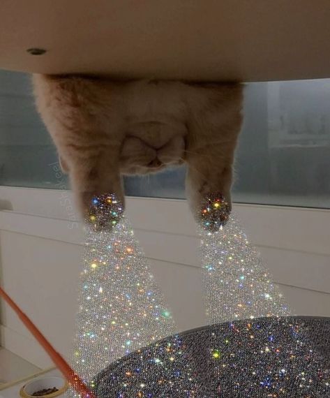 Arte Glitter, Photowall Ideas, Glitter Photography, Cat Model, Glitter Art, Cat Aesthetic, Cute Memes, Cat Wallpaper, 귀여운 동물