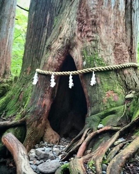 In Shinto, “yorishiro” are objects or natural elements that are believed to attract and temporarily house spirits. Sacred trees, known as… | Instagram Rice Straw, Divine Power, Shinto Shrine, Paper Streamers, Sacred Tree, Sacred Places, Forest Fairy, Natural Elements, Land Art