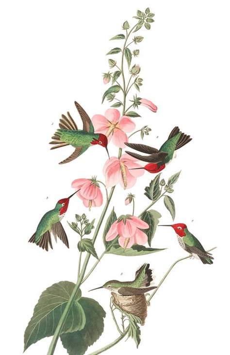 Antique Bird Illustration, Hummingbird Illustration, Coastal Pictures, Anna's Hummingbird, Hummingbird Wall Art, Bird Artists, Blue Flower Painting, Audubon Birds, Dream Cabin