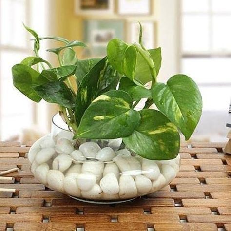 Buy Money Plant with Glass vase and White Pebbles.2 Piece Online at Low Prices in India - Amazon.in Water Plants Indoor, Plants Grown In Water, Plant In Glass, Popular House Plants, Cactus House Plants, نباتات منزلية, Plant Care Houseplant, Plant Terrarium, Vegetable Garden Diy