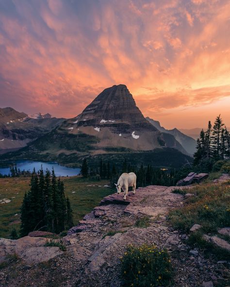 Yosemite National Park Wildlife, Glacier National Park September, Glacier National Park Winter, Glacier National Park Photography, Glacier National Park Aesthetic, Aesthetic Mountain Pictures, Glacier National Park Vacation, Montana Aesthetic, Montana Glacier National Park