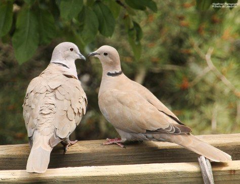 Eurasian Collared-Dove (pair) Doves Bird, Collared Dove, Animals Planet, My Anniversary, Strange Animals, Bird Facts, Dove Tattoo, Animal Reference, Bird Watercolor