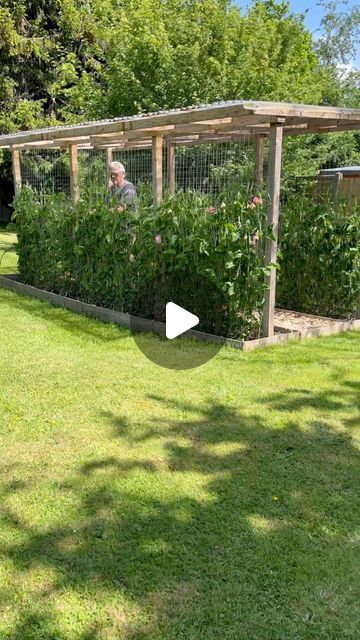 Zoe Woodward on Instagram: "Sweet Peas going Out Out!  The Sweet Peas are all hardened off, don’t skip this bit or they can get cold shock after all that time in the greenhouse.  More coming up on stories but in the meantime you can visit the Sweet Pea Grow-A-Long Video hub for full all the details including the building of Neil’s Sweet Pea house!  I love this tune so much 💕  #growwithzoe #sweetpea #growalongwithzoe #sweetpeas #flowers #leftovers #britishflowersweek #spring #plantsmakepeoplehappy #growyourown #gardenlove #allotmentlove #flowersforflorists #weddingflowers #scentedflowers #flowerfarming #flowerstagram #flowersmakethehome #homegarden #homegrown #wildbouquet #wildyourgarden #seasonalflowers #florist #floraldesign #embracingtheseasons #floraleducation #gardening #gardenideas # Sweet Pea Planters, Sweet Pea Trellis Ideas, Sweetpeas Flowers, Sweet Peas On Trellis, Sweetpea Growing Ideas, Trellis For Sweet Peas, Sweet Pea Tunnel, Sweet Pea Trellis, Sweet Pea Tent