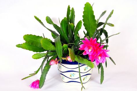 Orchid Cactus Care Tips, Orchid Cactus Care, Orchid Cactus Epiphyllum, Epiphyllum Cactus, Orchid Potting, Repotting Orchids, Cactus Light, Christmas Cactus Plant, Cactus House Plants