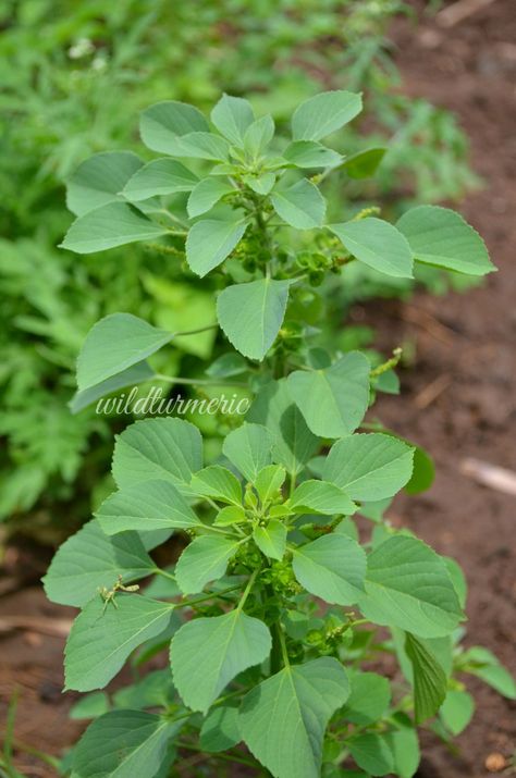 Herbal Plants And Their Uses, Herbal Plants Medicine, Medicinal Weeds, African Herbs, Herbal Leaves, Ayurvedic Plants, Medicinal Herbs Garden, Medical Herbs, Herbal Plants