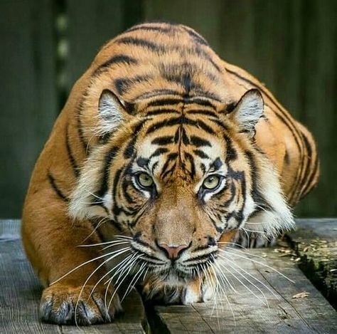 1,2,3,4 or 5? 😍😍 Follow @tigerloversclub 👈 for more DM for credit Tag someone that should see this 👇 Tiger Hunting, Save The Tiger, Sumatran Tiger, Tiger Love, Scary Animals, Bengal Tiger, Cat Photography, Skyfall, Large Cats