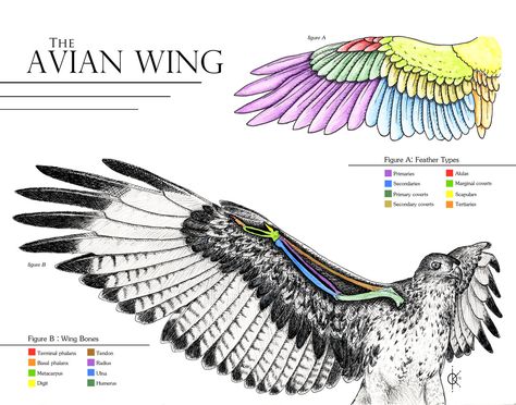 Wing Anatomy, Bird Anatomy, Hawk Wings, Creature Reference, Raven Wings, Wings Drawing, Technical Illustration, Bird Carving, Eagle Wings