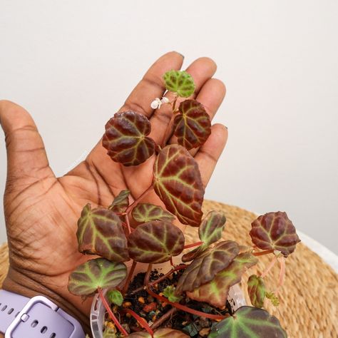 Another morning, another Begonia! very different from the one I showed you yesterday, check out those amazing bumps and bright green veins!!! This one even has a teeny tiny bloom! Presenting my Begonia dracopelta x sarawak. Once gain Kate from @habit_plants brings the goods!!! #Begonia #begoniadracopeltaxsarawak Green Veins, Bright Green, The One, Bring It On, Queen, Plants, Green, Instagram