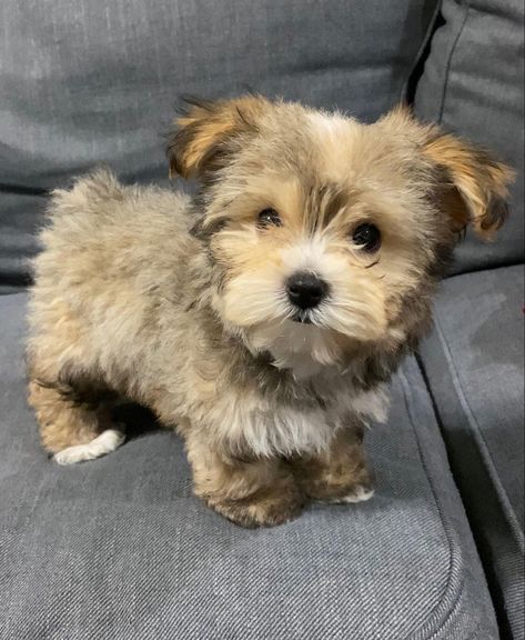 Pomeranian Poodle Mix Puppies, Yorkies Puppies, Fluffy Pomeranian, Shih Tzu Poodle Mix, Shorkie Puppies, Poodle Mix Breeds, Puppies Maltese, Poodle Mix Puppies, Teacup Poodle Puppies