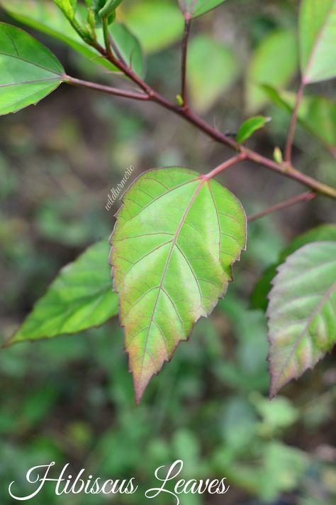 3 Top Hibiscus Leaves Uses & Benefits For Hair & Health - Wildturmeric Hibiscus Leaves For Hair Growth, Hibiscus Flower Uses, Hibiscus Leaf, Kalonji Seeds, Hibiscus Leaves, Hair Cleanser, Hair Pack, Fenugreek Seeds, Hair Tonic