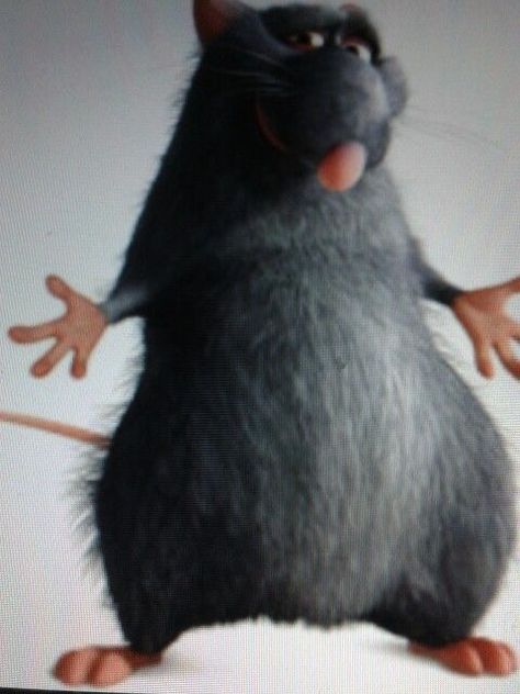 Fat Ugly Rat, Ugly Rat Picture, Rat Haircut, Spinning Rat, Bald Rat, Rat From Ratatouille, Sunless Citadel, Impala Tattoo, Wet Rat